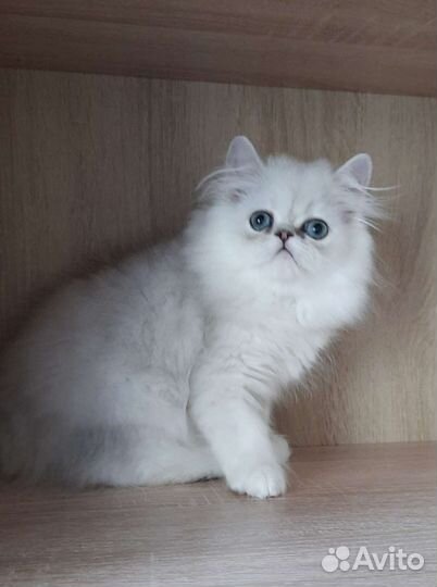 Ребята шиншиллята