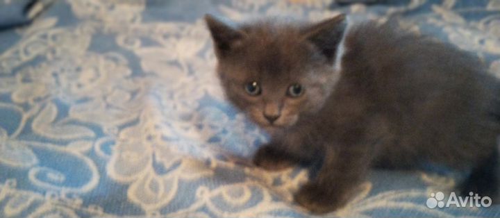 Отдам трех красивых котят