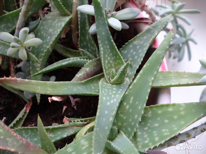 Суккуленты