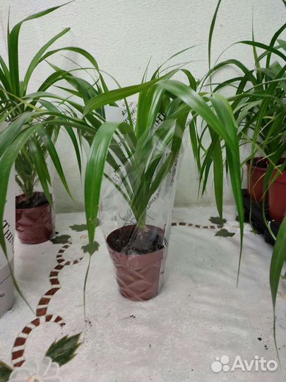 Продам цветы комнатные