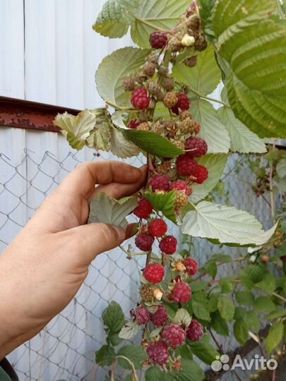 Ремонтантная малина