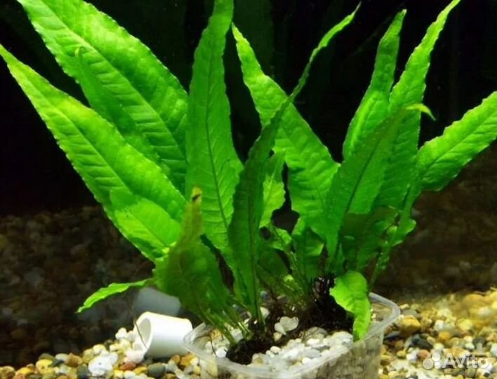 Аквариумные растения (набор)
