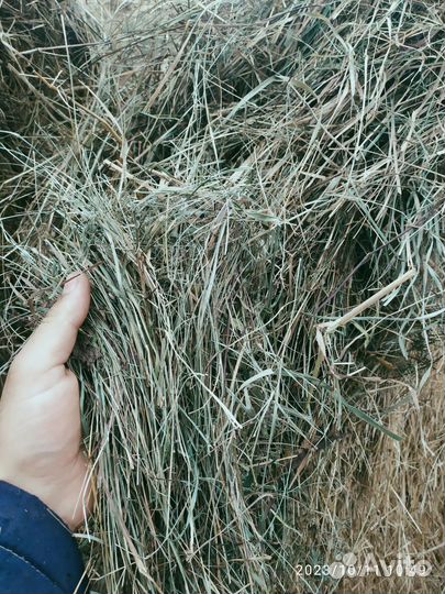 Сено в тюках