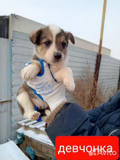 Щенок в добрые руки