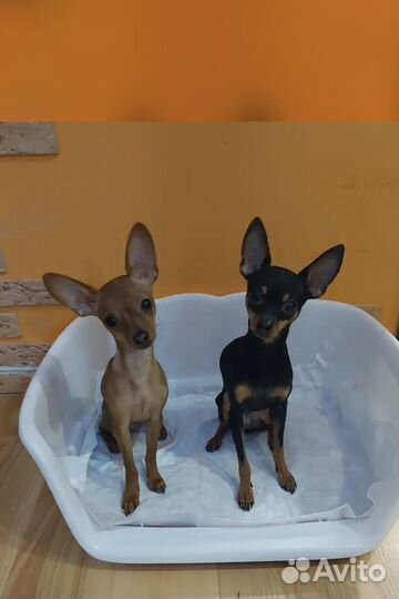 Лоток туалет для собак со столбиком