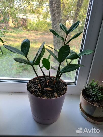 Замиокулькас вариегатный