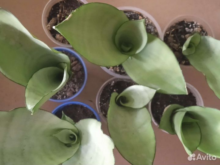 Сансевиерия Муншайн