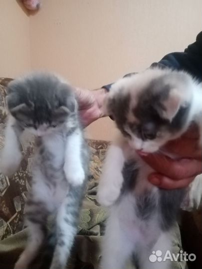 Кошки