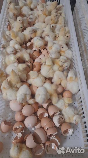 Бройлер подрощеный