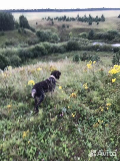 Дратхаар вязка