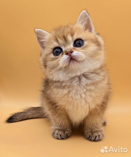 Очень красивый малыш)