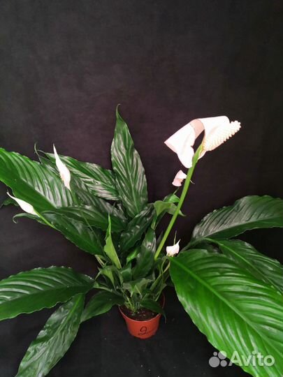 Спатифиллум или женское счастье 13/60-65