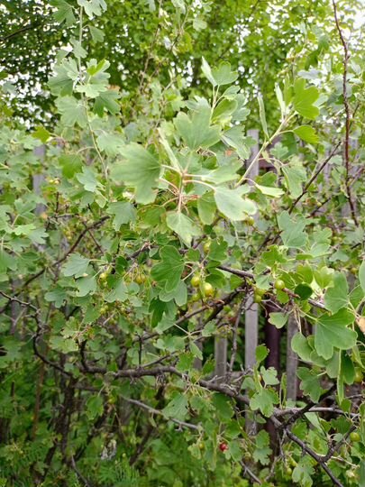 Дача 15 м² на участке 6 сот.