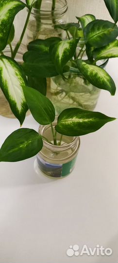 Монстера, диффенбахия кустовая маранта триколор