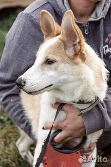 Классный щенок в добрую семью