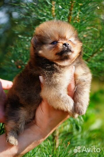 Померанский шпиц