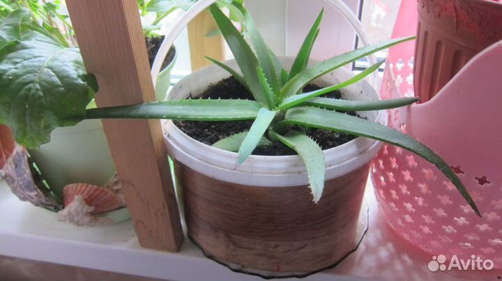 Цветы Глоксиния, фиалки,денежное дерево,алоэ