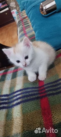 Котенок (девочка)