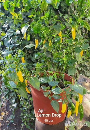 В продаже семена среднерослого острого перца