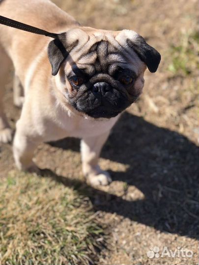 Мопс вязка мальчик