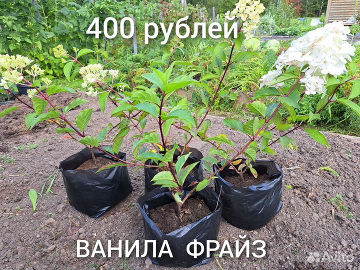 Гортензия и Калина Бульдонеж