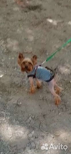 Йоркширский терьер стандарт, вязка