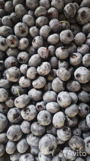 Голубика в наличии