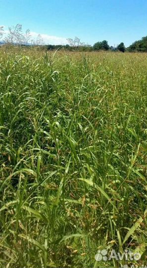 Сено суданка