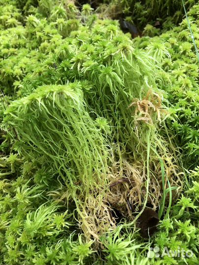 Мох Сфагнум