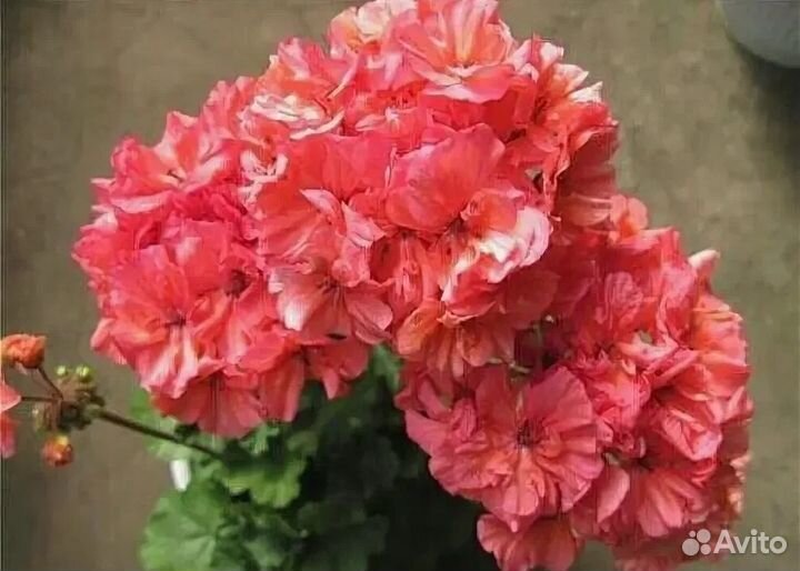 Пеларгония сортовая