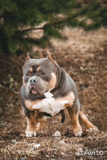 Американский булли