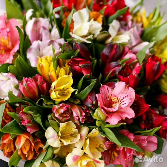 Альстромерия