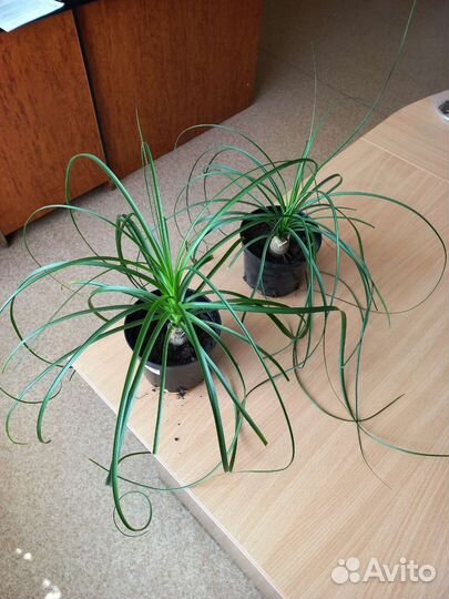 Нолина (Бокарнея)