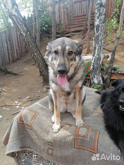 Собака в добрые руки