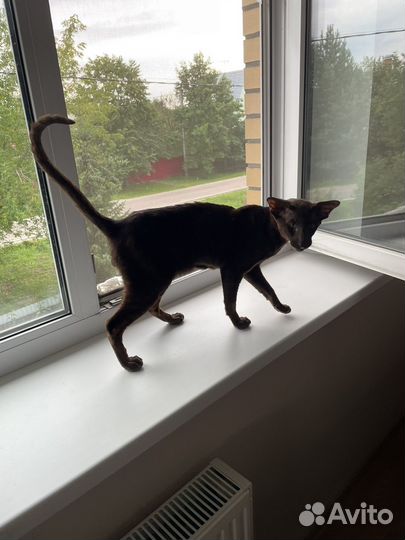 Ориентальный кот