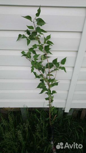 Сирень махровая