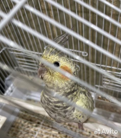 Попугай корелла