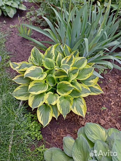 Многолетний цветы