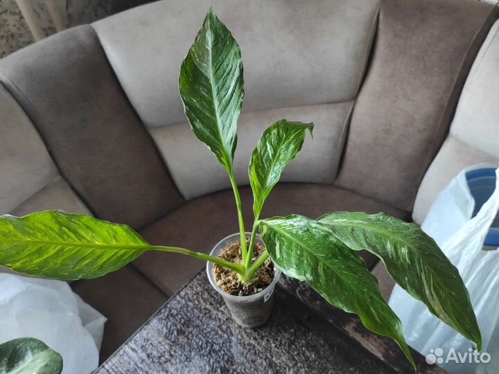 Спатифиллум Домино