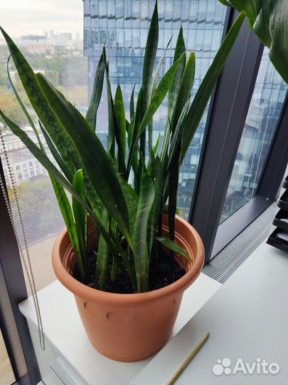 Сансевиерия