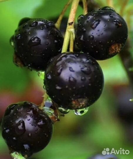 Саженцы черной смородины глобус, селеческая