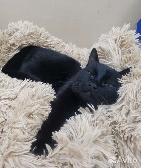 Кошечка Люська