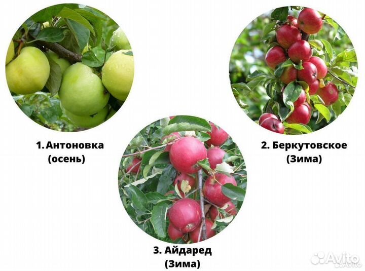 Саженцы яблони. Местное производство