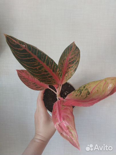 Аглаонема суматра