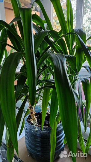 Комнатные цветы юкка