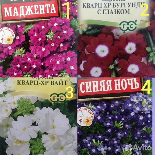 Лобелия, астра, хоста