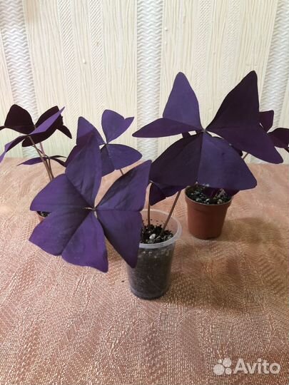 Крестовник, шефлера, сциндапус, кофе, колеус