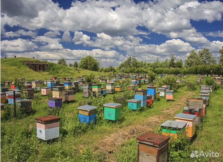 2024 Мёд натуральный с Алтая опт