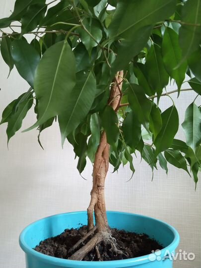 Фикус бенджамина