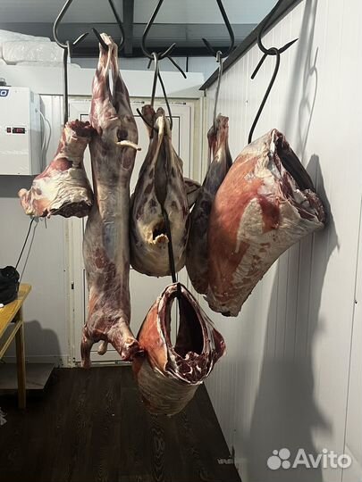 Мясо телятина баранина свежая